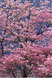 腾讯新作《荒野起源》实机预告 在放逐森林战斗